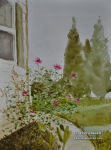 "Mica's Roses". Watercolor on paper.
